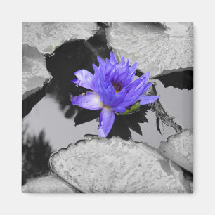 Lone Water Lily Magnet