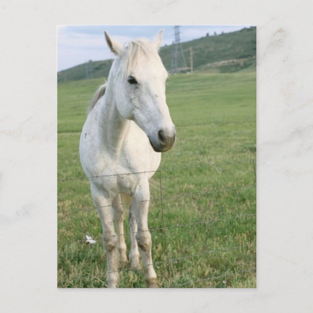 Lone White Horse Postcard (Front)