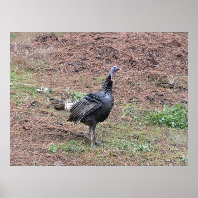 Lone wild turkey poster (Front)