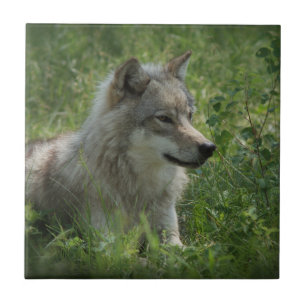 Lone Wolf Grey Wolfs Grey Wolves Real Photo Ceramic Tile