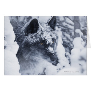 Lone wolf in snow