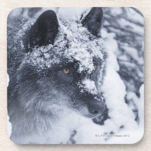 Lone wolf in snow coaster