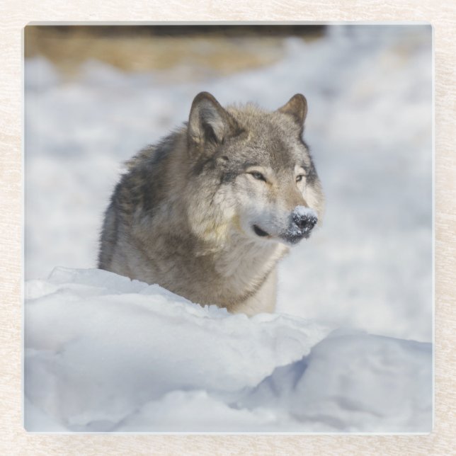 Lone Wolf in Snow Glass Coaster (Front)
