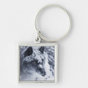 Lone wolf in snow key ring