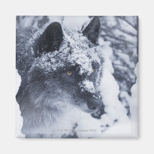 Lone wolf in snow magnet (Front)