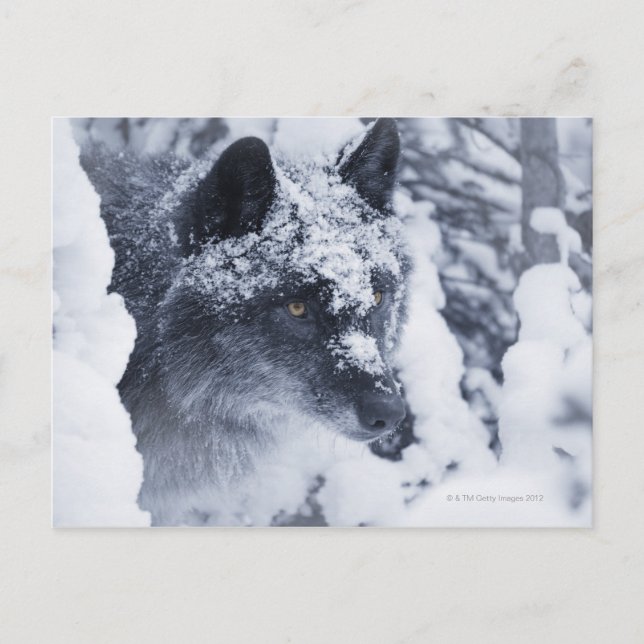 Lone wolf in snow postcard (Front)