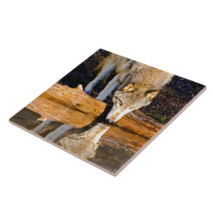 Lone Wolf Reflection in Pond Ceramic Tile