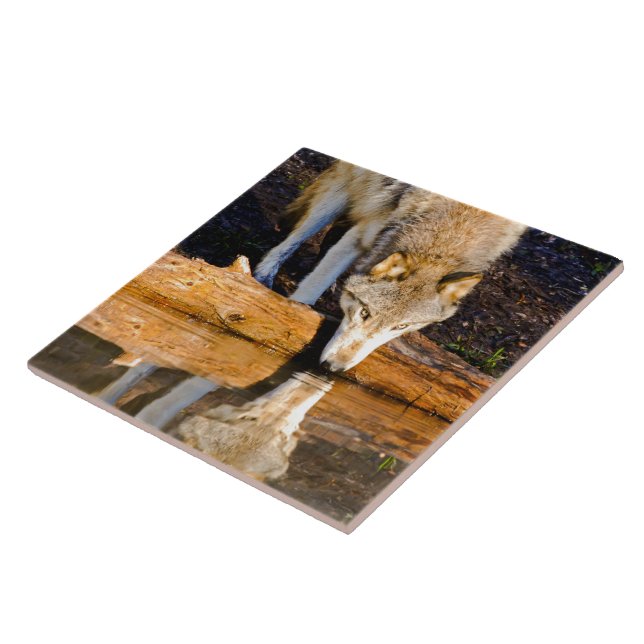 Lone Wolf Reflection in Pond Ceramic Tile (Side)
