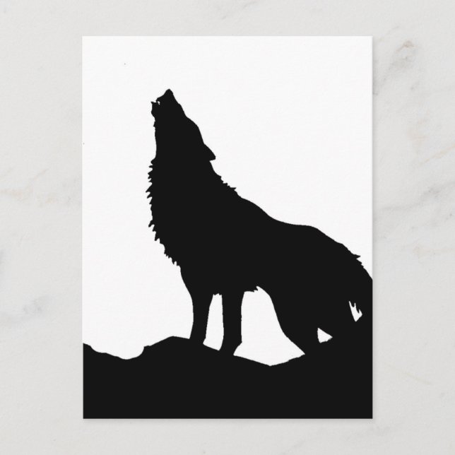Lone Wolf Standing on a Hill Postcard (Front)