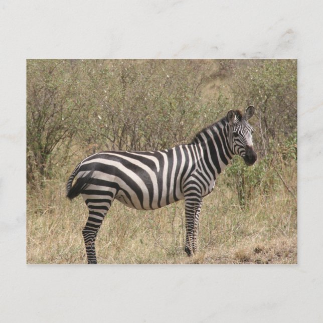 lone zebra postcard (Front)