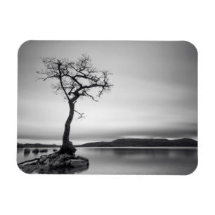 Lonely Bare Tree Magnet