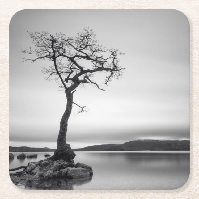 Lonely Bare Tree Square Paper Coaster (Front)
