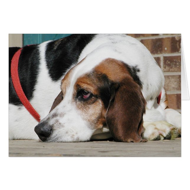 Lonely Basset Hound card (Front Horizontal)