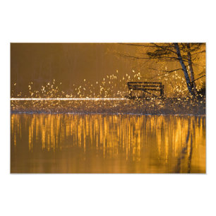 Lonely bench by the lake in the golden light photo print