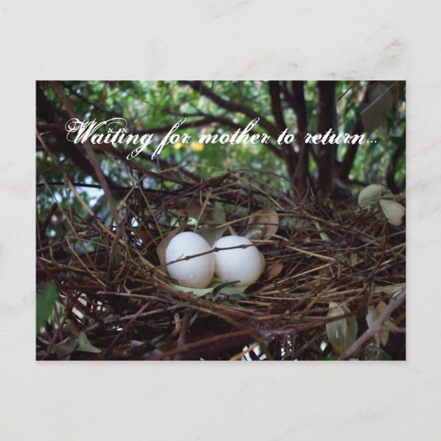 Lonely Birds Nest Postcard (Front)