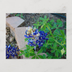 Lonely Bluebonnet Postcard