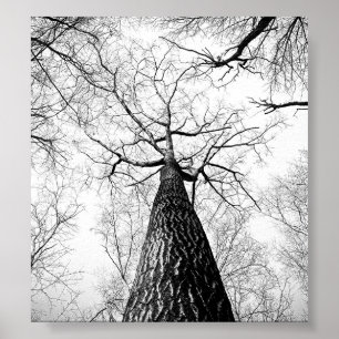 Lonely Branches Poster