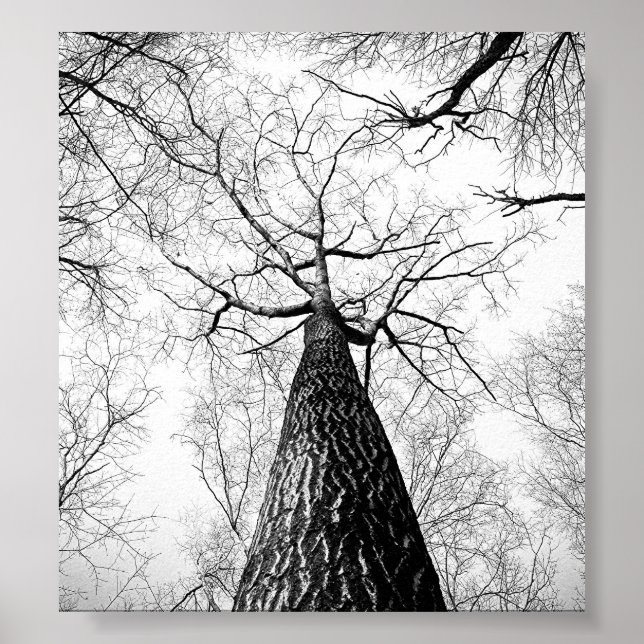 Lonely Branches Poster (Front)
