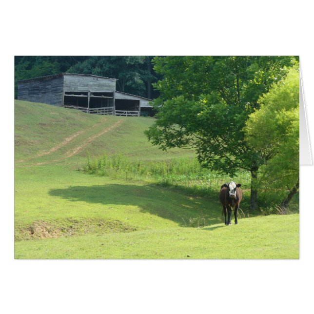 Lonely Calf (Front Horizontal)