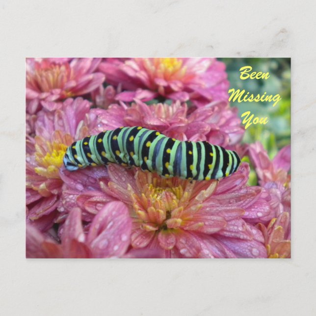 Lonely Caterpillar "missing you" postcard (Front)