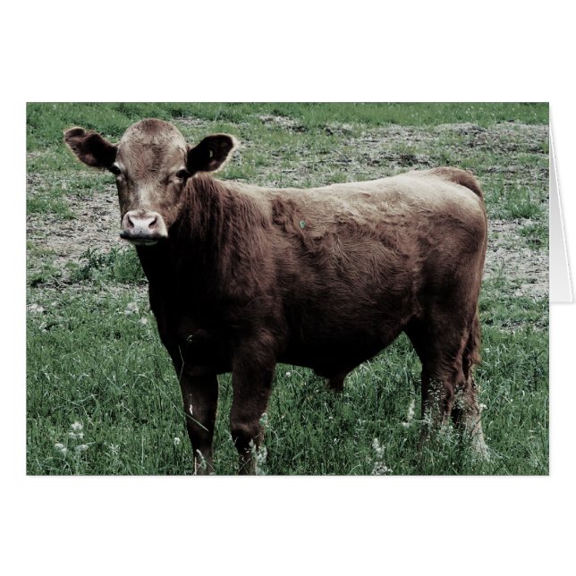 Lonely Cow (Front Horizontal)