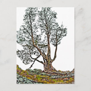 Lonely Cypress Postcard