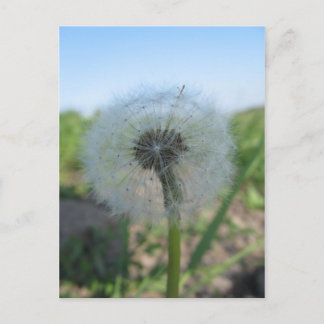 Lonely Dandelion, Send Ugly Postcards Collection