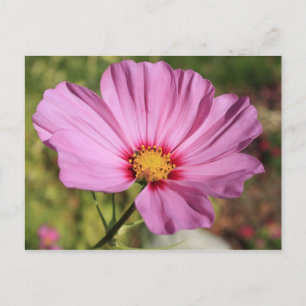 Lonely Flower Postcard