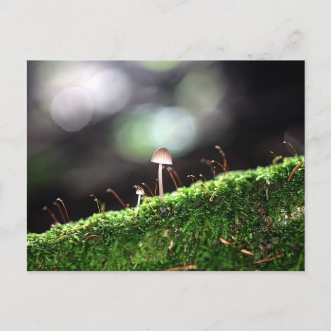 Lonely Fungus Postcard (Front)