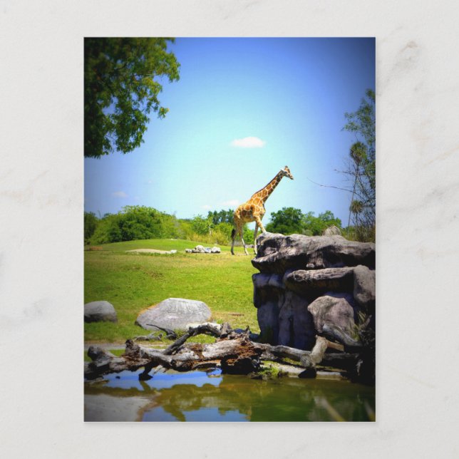 Lonely Giraffe Postcard (Front)