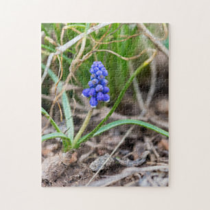 Lonely Grape Hyacinth Jigsaw Puzzle