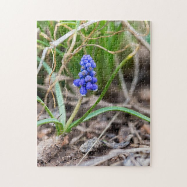 Lonely Grape Hyacinth Jigsaw Puzzle (Vertical)