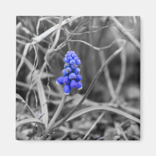 Lonely Grape Hyacinth Select Colour Magnet