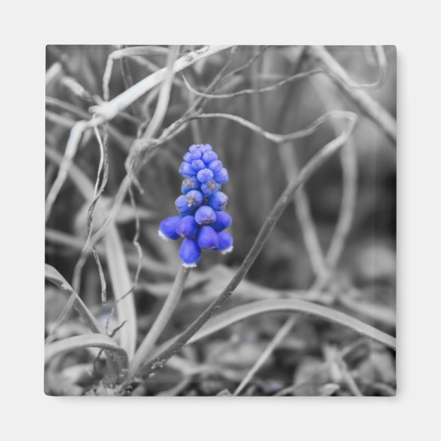 Lonely Grape Hyacinth Select Colour Magnet (Front)