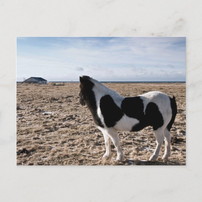 Lonely horse postcard (Front)
