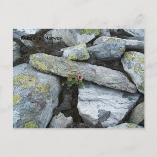 Lonely mountain flower postcard