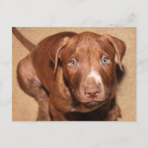 Lonely puppy postcard