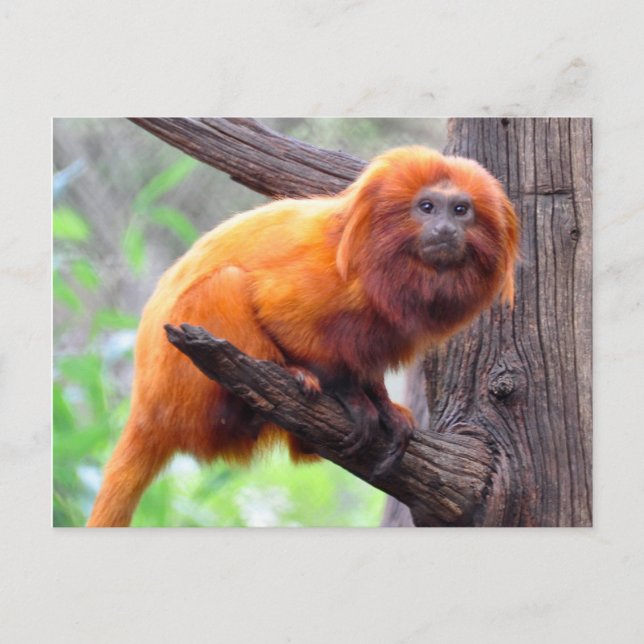 Lonely Red Leaf Monkey Postcard (Front)