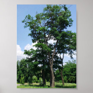 Lonely robinia pseudo acacia under the blue sky poster