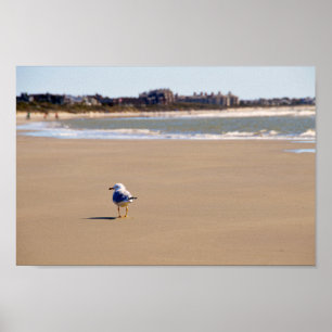 Lonely Seagull on Kiawah Island Beach Poster