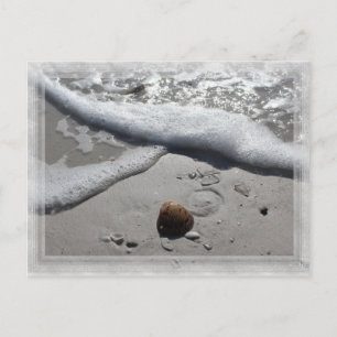 Lonely seashell on the Florida beach Postcard