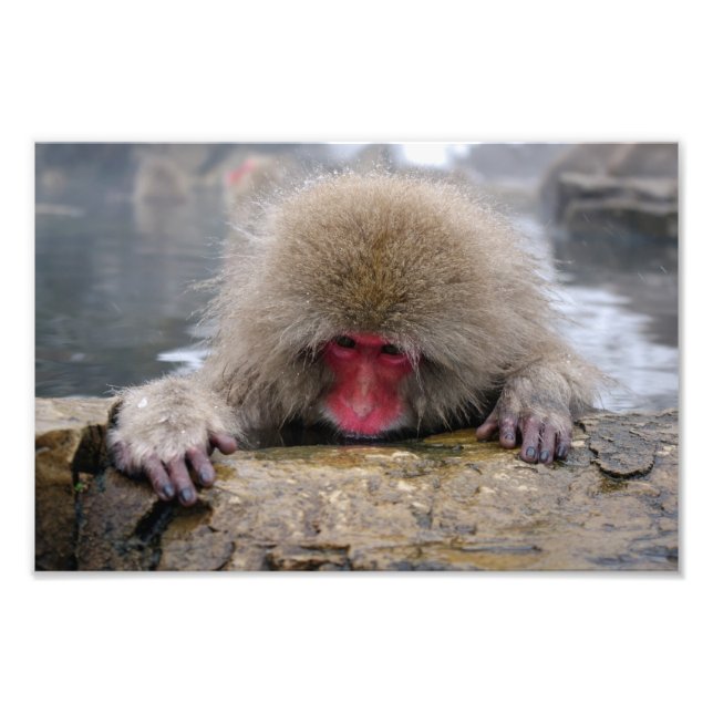 Lonely snow monkey in Nagano, Japan Photo Print (Front)