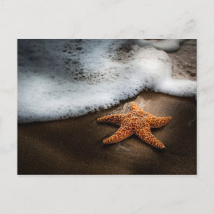 Lonely Starfish On The Beach Postcard