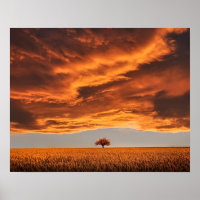 lonely tree nature abstract landscape