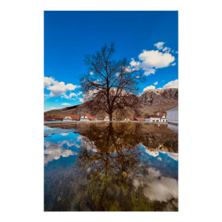 Lonely tree near water poster