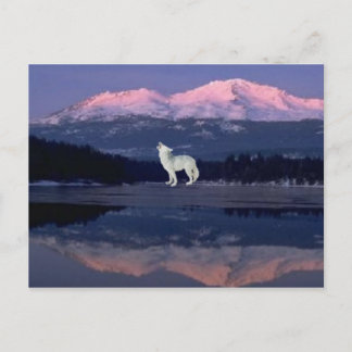 Lonely Wolf Postcard