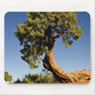 Lonesome Cedar, Deadhorse Point State Park, Mouse Pad