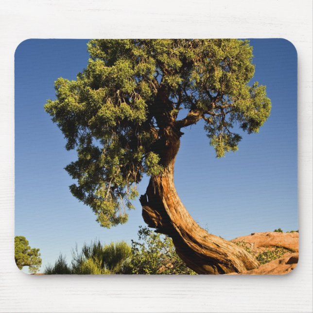 Lonesome Cedar, Deadhorse Point State Park, Mouse Pad (Front)