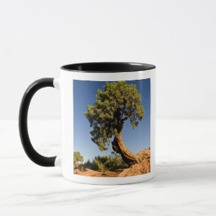 Lonesome Cedar, Deadhorse Point State Park, Mug