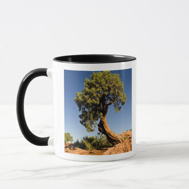 Lonesome Cedar, Deadhorse Point State Park, Mug (Left)